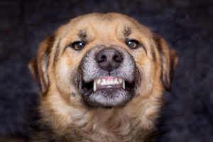 The dog shows teeth. Angry dog is ready to bite. Caution is an evil dog